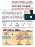 Explicamos Como Las Células Obtienen Energía de Los Alimentos