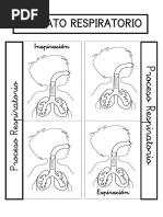 Aparato Respiratorio