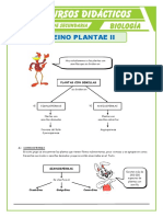 El Reino Plantae Gimnospermas para Seguno de Secundaria