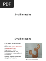 Small Intestine