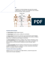 Sistema Esqueletico