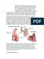 El Sistema Respiratorio