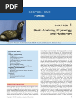 Ferrets: Basic Anatomy, Physiology, and Husbandry