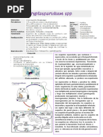 Cryptosporidium SPP Resumen