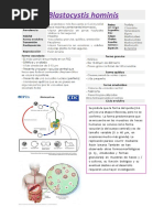 Blastocystis Hominis Resumen