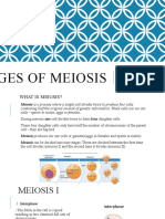 Stages of Meiosis