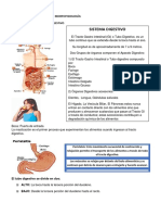 Sistema Gastrointestinal - Digestivo - Morfofisiología