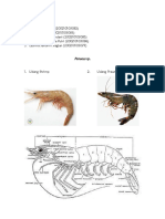 Penaeus Sp. - Klompok 3