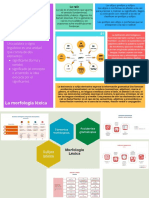 Organizador Morfologia
