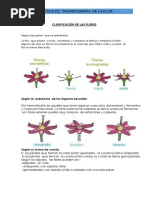 Clasificación de Las Flores