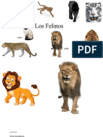 Los Felinos