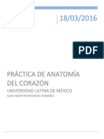 Práctica de Anatomía Del Corazón