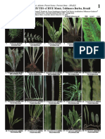 VASCULAR EPIPHYTES of HUE Mauá, Telêmaco Borba, Brazil