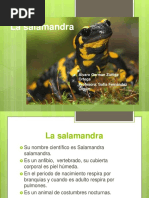 Lasalamandra 160613013942