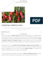 Cultivo de La Pimienta Cayena