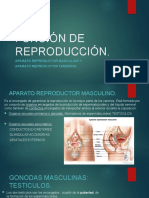 Aparatos Reproductores