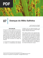 Doenças Cultura Do Milho Safrinha