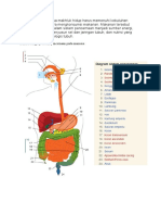 Biomedik 1 Sistem Pencernaan