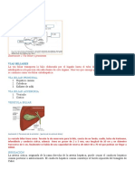 Colecistitis Aguda