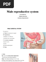 Male Reproductive System MLT