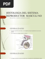 S. R. Masculino