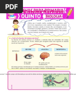 Sistema Nervioso para Quinto de Primaria