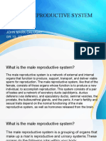 Male Reproductive System