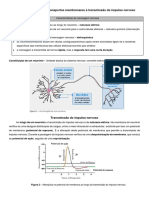 Aplicação Dos Diversos Transportes Membranares À Transmissão Do Impulso Nervoso - Apontamentos