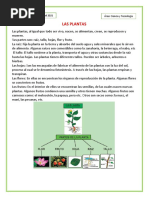 Las Plantas