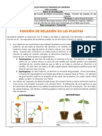 Guia Ciencias Funcion de Relacion en Las Plantas Profe Ludivia