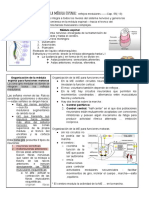 Funciones Motoras de La Medula Espinal.