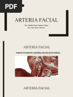 Arteria Facial