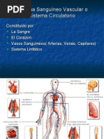 Exposición Sistema Circulatorio