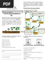 GUIA-11-ciclo de La Planta CIENCIAS-3°A