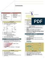 Midterm - Carbohydrates
