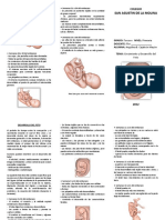 TRIPTICO Desarrollo Del Feto