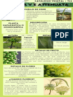 Especies Modelo Canva