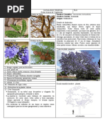 Jacaranda Modelo