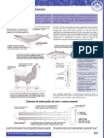 B La Termorregulación en Animales