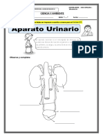 Ficha de Trabajo Ssitema Excretor