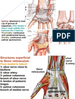 Flexor & Extensor Retinaculum