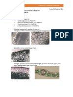 Worksheet 6 Jaringan Tumbuhan - Kelompok 4 - Kelas B - Agroteknologi - Fakultas Sains Dan Teknologi