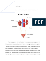 Vi. Anatomy and Physiology: Anatomical Structures and Physiology of The Affected Body Organ/ Systems