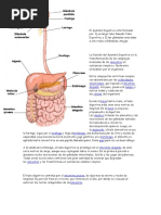 El Aparato Digestivo - 0