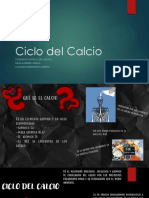 Ciclo Del Calcio