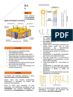 Resumo Membrana Plasmatica