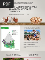 Gallinas Ponedoras para Una Producción de Traspatio