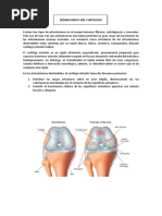 Biomecanica Cartilago