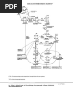 Hexose Monophosphate Pathway Pathway