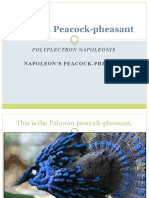 Palawan Peacock Pheasant